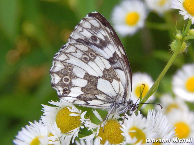 La vita in un fiore (Erigeron annuus)
